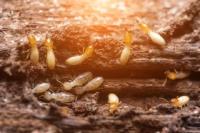 Trusted Termite Control Perth image 2